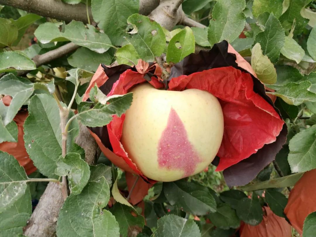 东营富硒水果采摘价格(东营采摘苹果的地方)-硒宝网