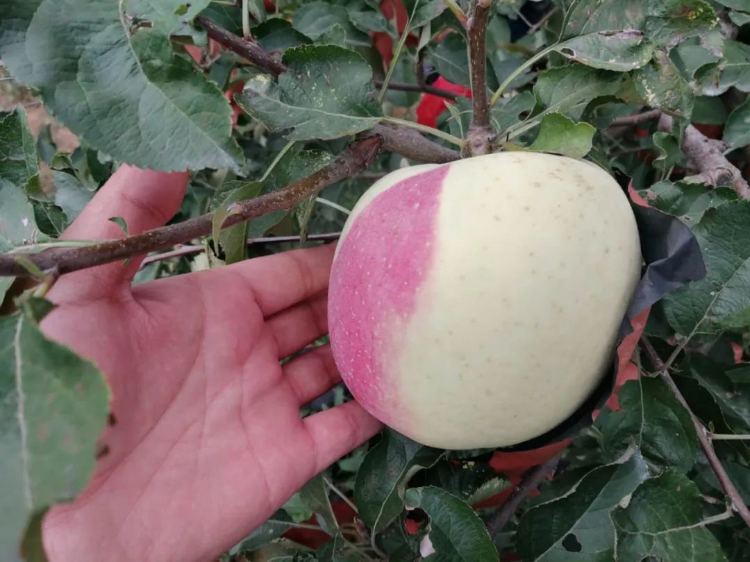 东营富硒水果采摘价格(东营采摘苹果的地方)-硒宝网