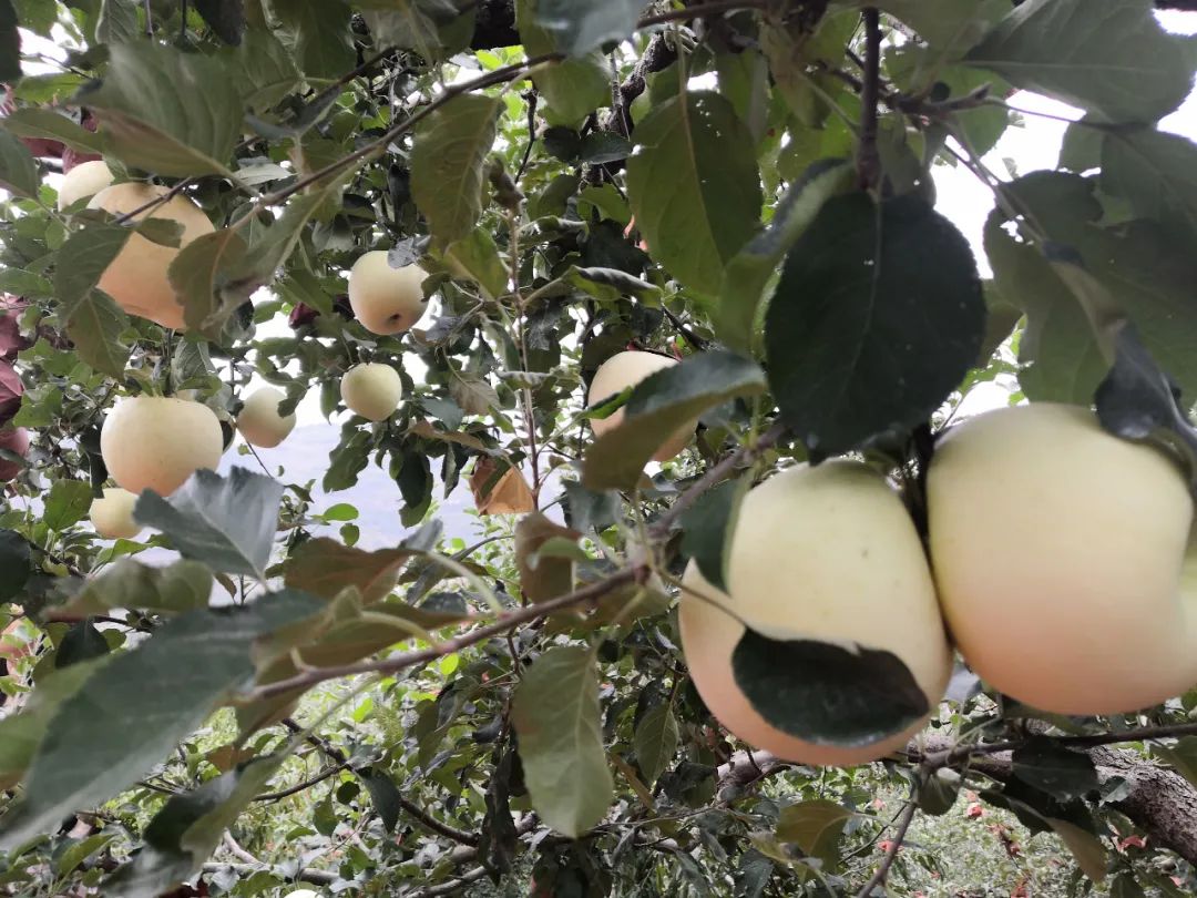 东营富硒水果采摘价格(东营采摘苹果的地方)-硒宝网