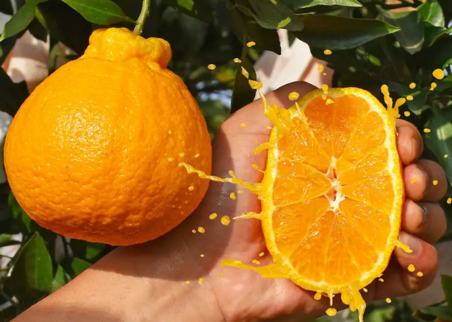 遂宁富硒水果种植基地(遂宁水果采摘基地)-硒宝网