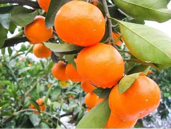 遂宁富硒水果种植基地(遂宁水果采摘基地)-硒宝网