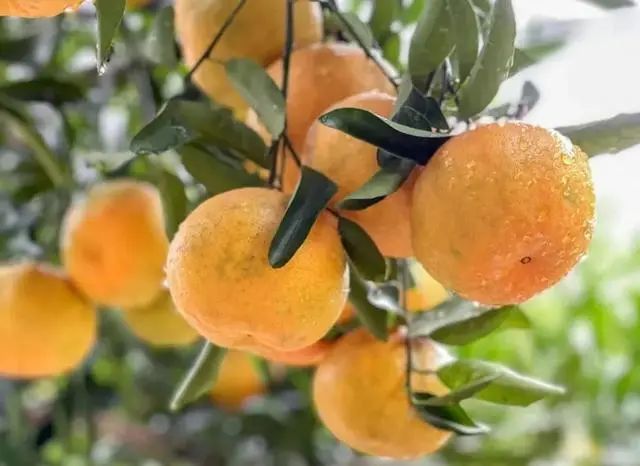 遂宁富硒水果种植基地(遂宁水果采摘基地)-硒宝网