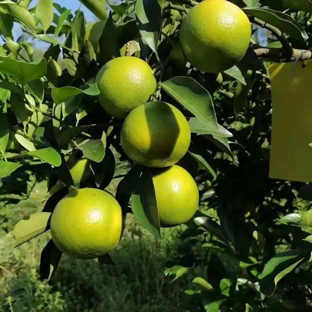 遂宁富硒水果种植基地(遂宁水果采摘基地)-硒宝网
