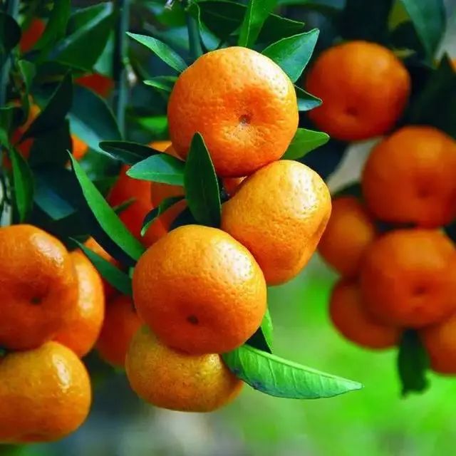 遂宁富硒水果种植基地(遂宁水果采摘基地)-硒宝网