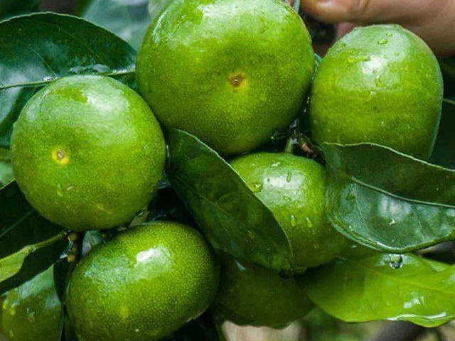 遂宁富硒水果种植基地(遂宁水果采摘基地)-硒宝网