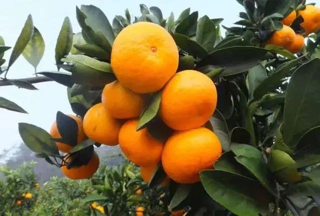 遂宁富硒水果种植基地(遂宁水果采摘基地)-硒宝网