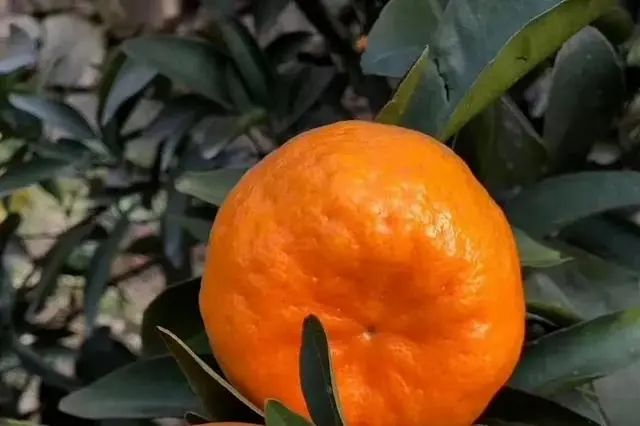 遂宁富硒水果种植基地(遂宁水果采摘基地)-硒宝网