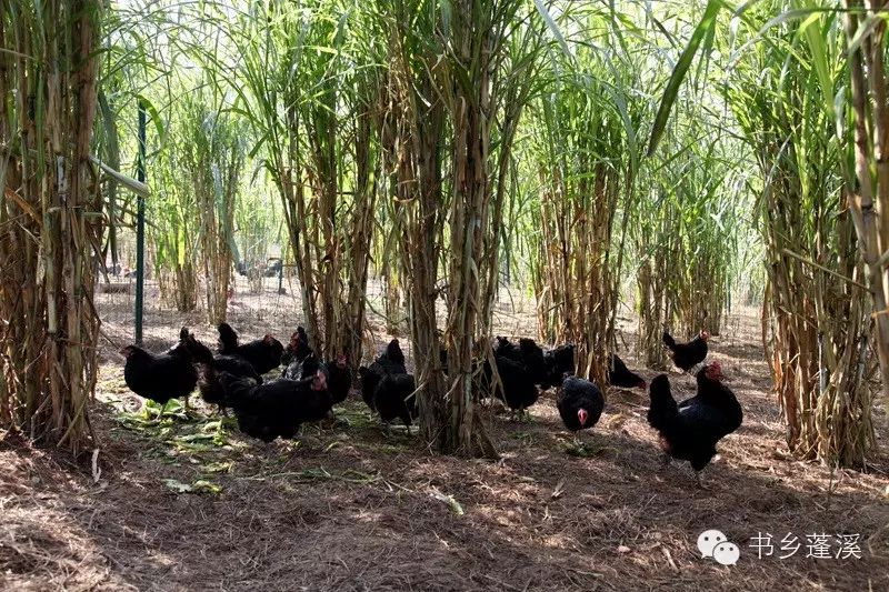 遂宁富硒水果种植基地(遂宁水果种植基地地址)-硒宝网