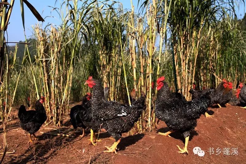 遂宁富硒水果种植基地(遂宁水果种植基地地址)-硒宝网