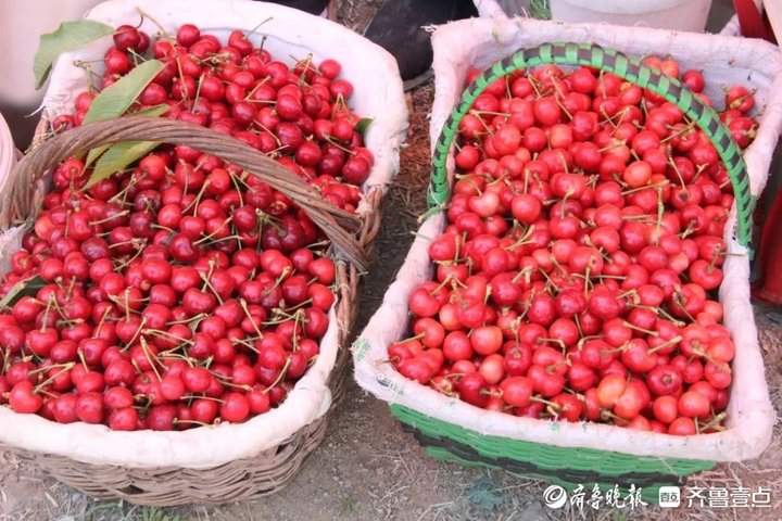 济南富硒水果采摘活动(济南水果采摘园)-硒宝网