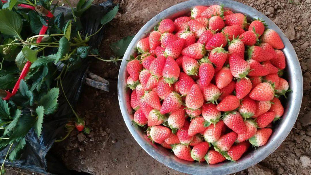 济南富硒水果采摘活动(济南水果采摘园)-硒宝网