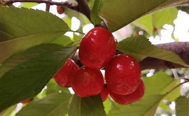 济南富硒水果采摘活动(济南水果采摘园)-硒宝网