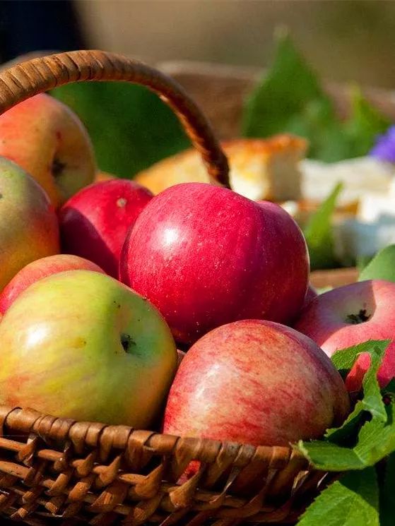 滨州富硒水果苗木销售(滨州果树苗基地)-硒宝网