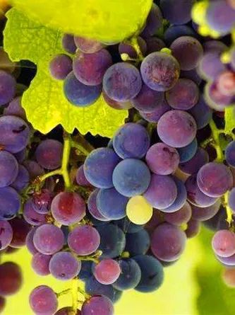 滨州富硒水果苗木销售(滨州果树苗基地)-硒宝网