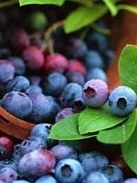 滨州富硒水果苗木销售(滨州果树苗基地)-硒宝网