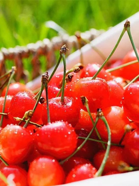 滨州富硒水果苗木销售(滨州果树苗基地)-硒宝网