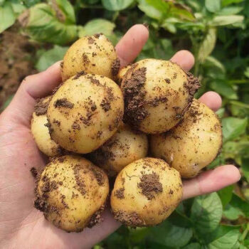 高密翠牌富硒水果萝卜(富硒萝卜多少钱)-硒宝网