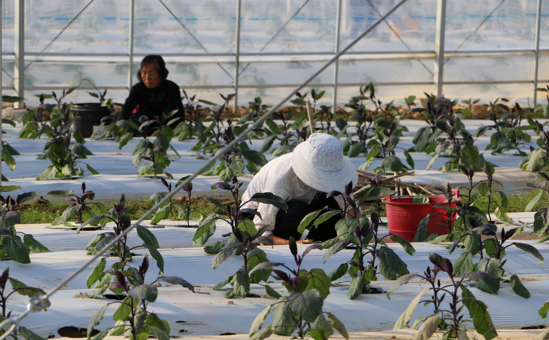 富硒水果认定标准最新（富硒水果国家标准）-硒宝网