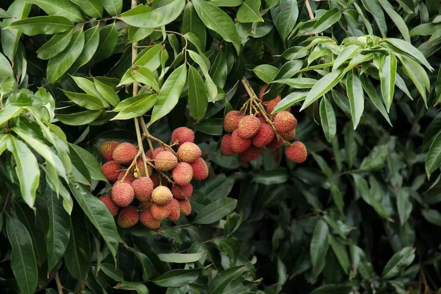 富硒最贵水果是什么呢（水果贵富硒是什么意思）-硒宝网