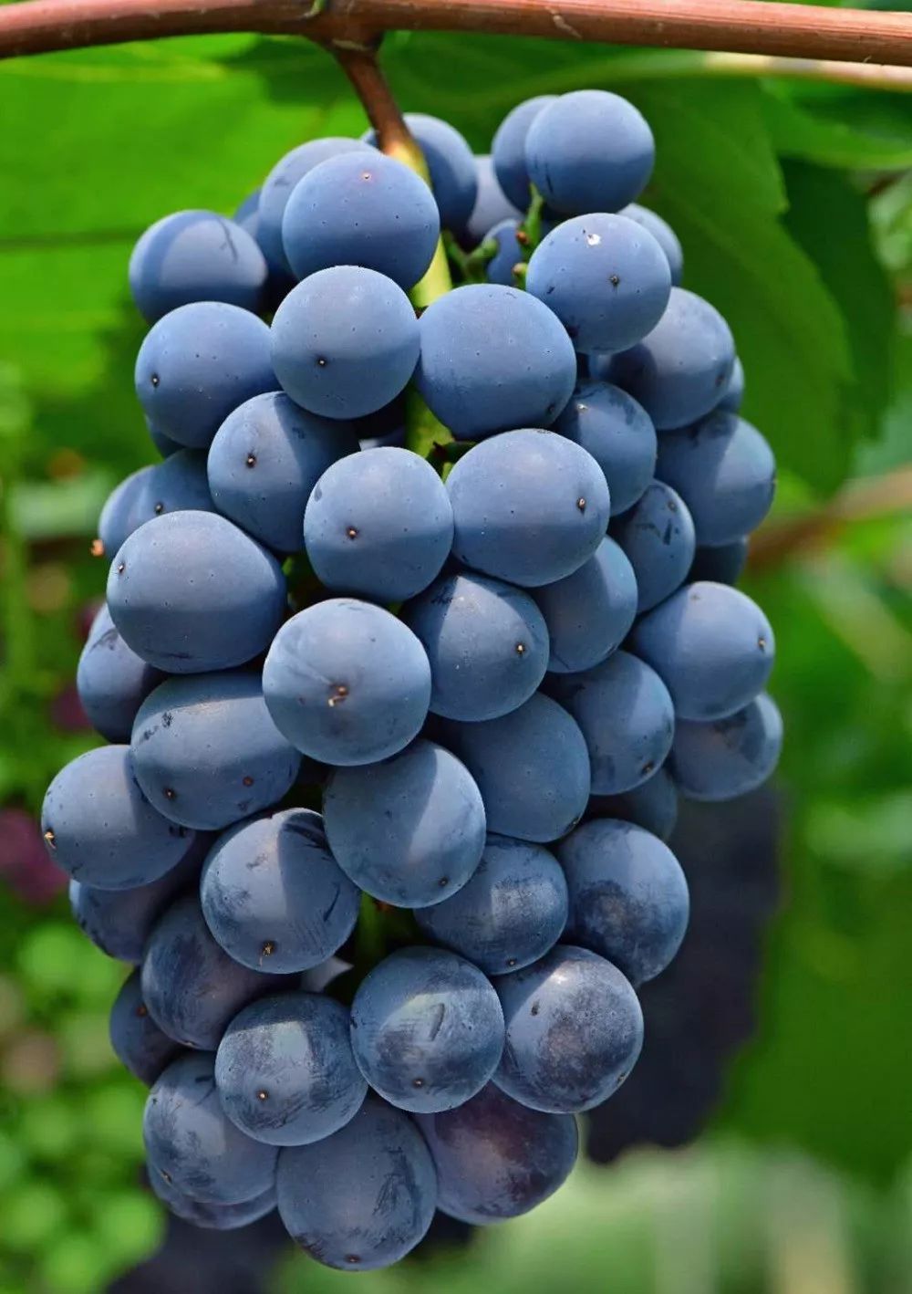 富硒最贵水果是什么呢（水果贵富硒是什么意思）-硒宝网