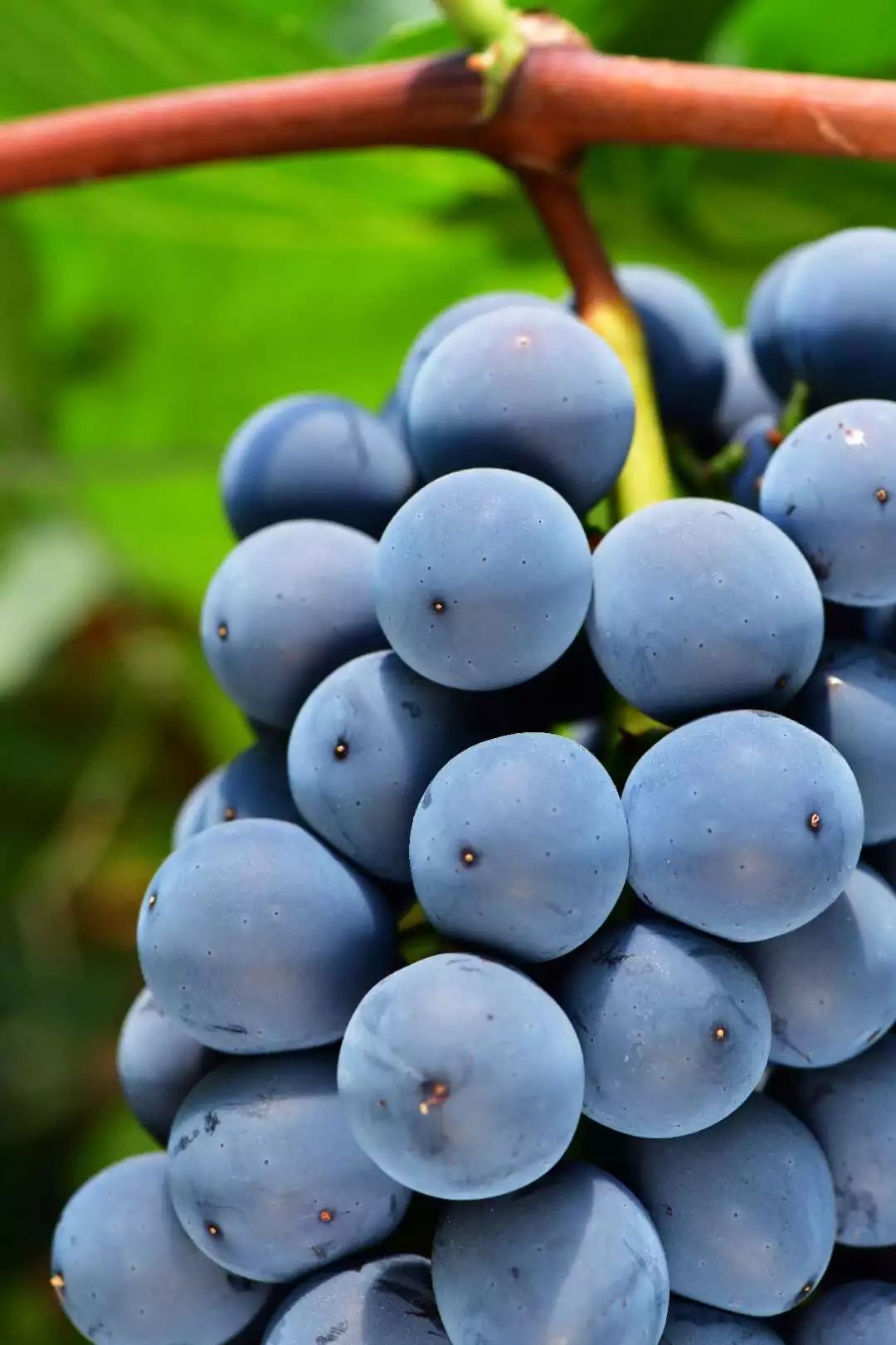 富硒最贵水果是什么呢（水果贵富硒是什么意思）-硒宝网