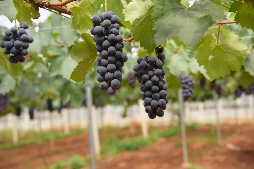 富硒最贵水果是什么呢（水果贵富硒是什么意思）-硒宝网