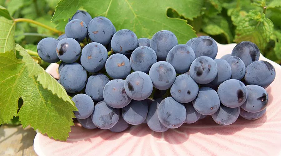 富硒最贵水果是什么呢（水果贵富硒是什么意思）-硒宝网