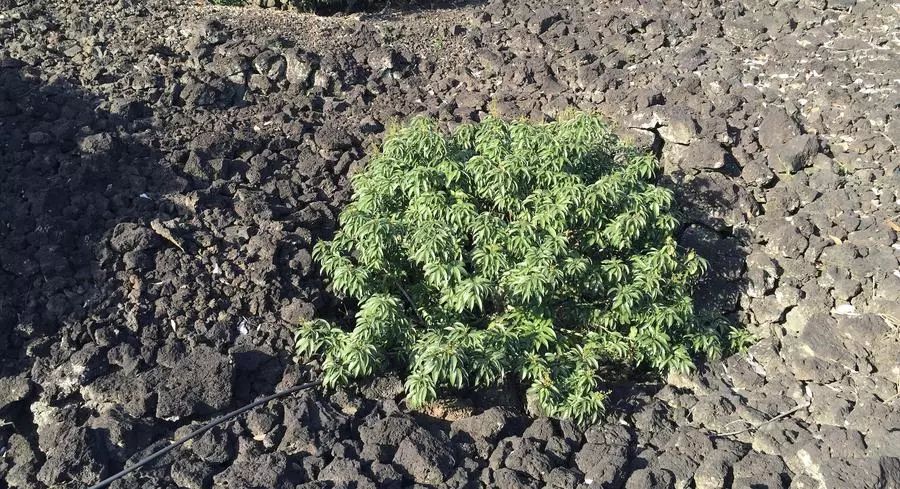 富硒最贵水果是什么呢（水果贵富硒是什么意思）-硒宝网