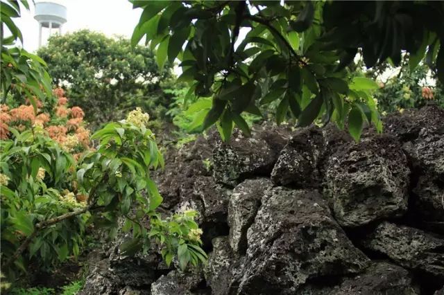 富硒最贵水果是什么呢（水果贵富硒是什么意思）-硒宝网