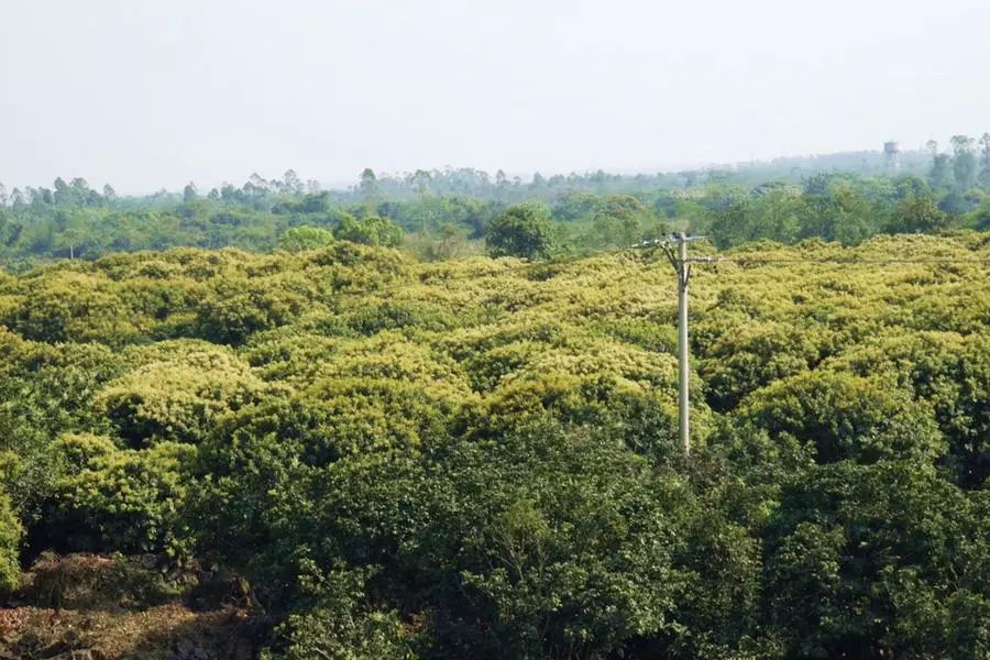 富硒最贵水果是什么呢（水果贵富硒是什么意思）-硒宝网