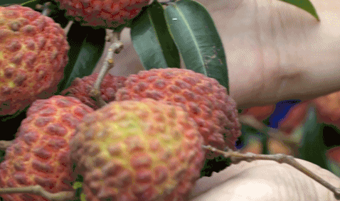 富硒最贵水果是什么呢（水果贵富硒是什么意思）-硒宝网