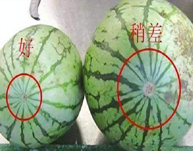 富硒水果有什么特点呢（富硒的水果蔬菜有哪些）-硒宝网