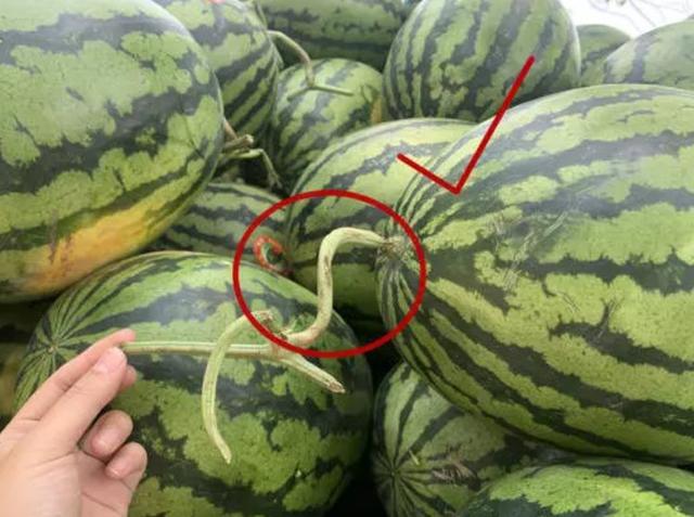 富硒水果有什么特点呢（富硒的水果蔬菜有哪些）-硒宝网