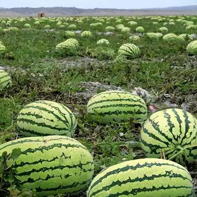 富硒水果有什么特点呢（富硒的水果蔬菜有哪些）-硒宝网