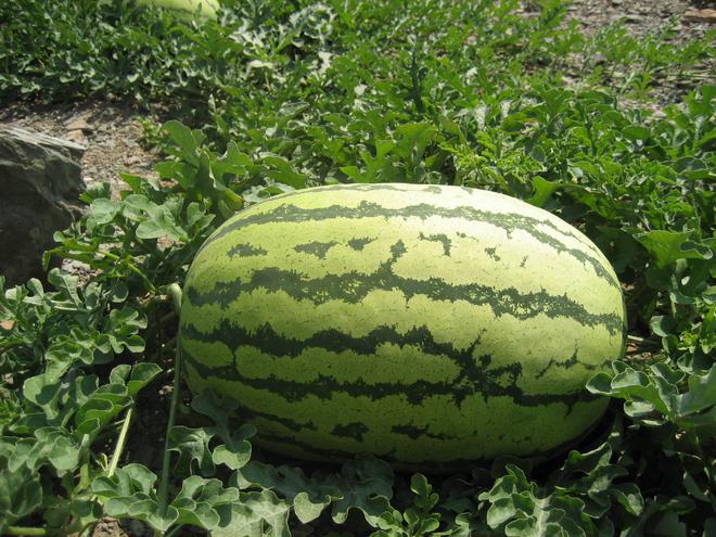 富硒水果有什么特点呢（富硒的水果蔬菜有哪些）-硒宝网