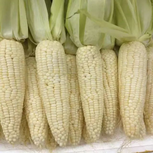 富硒玉米是水果玉米吗(富硒玉米的好处)-硒宝网