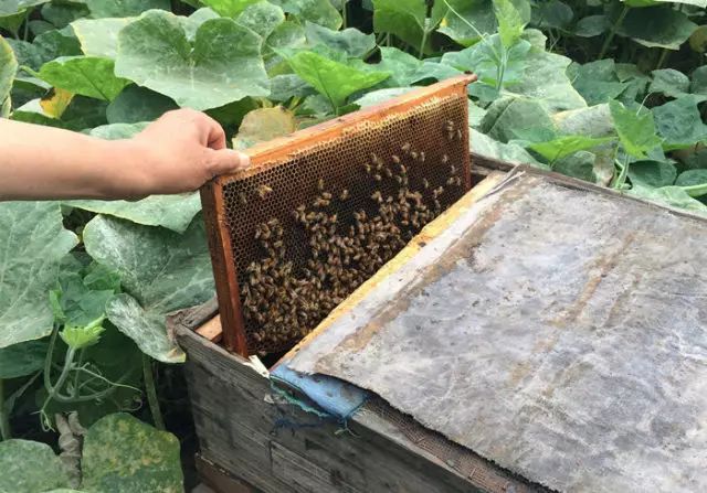 富硒玉米是水果玉米吗(富硒玉米的好处)-硒宝网