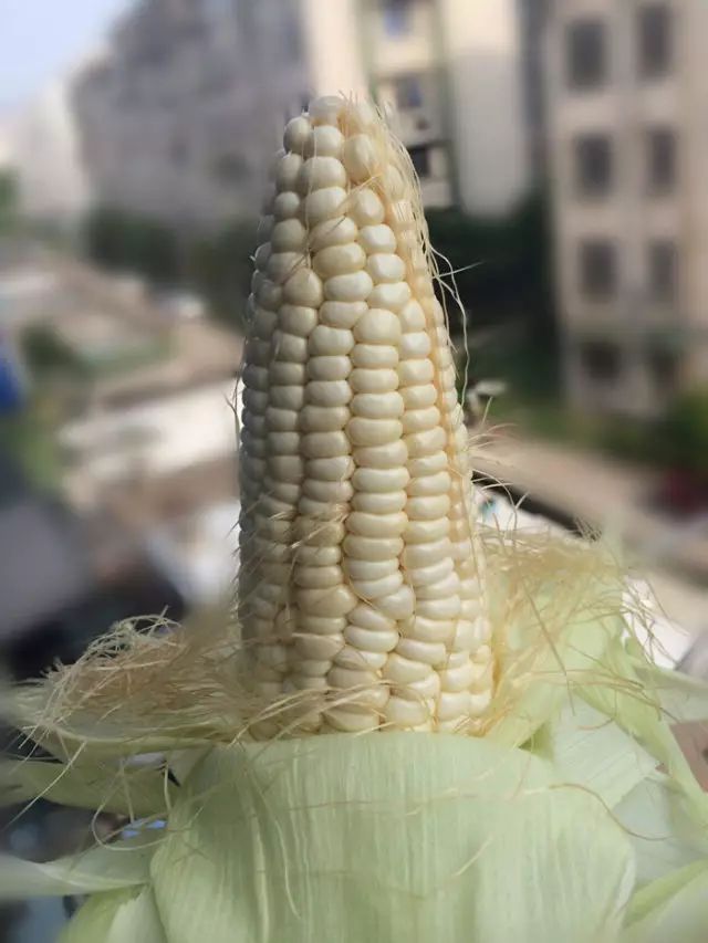 富硒玉米是水果玉米吗(富硒玉米的好处)-硒宝网