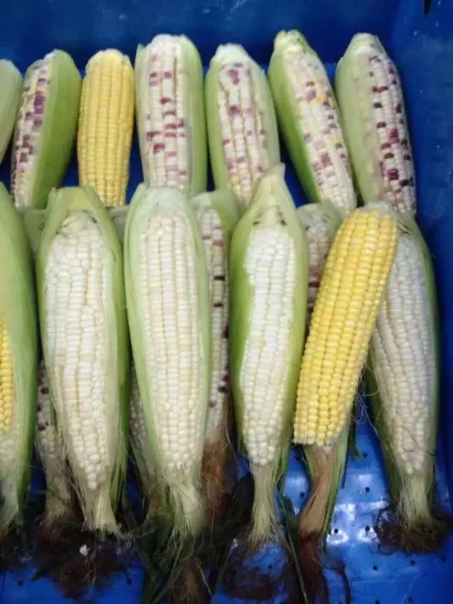 富硒玉米是水果玉米吗(富硒玉米的好处)-硒宝网
