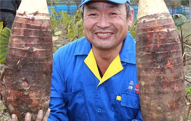 富硒玉米是水果玉米吗(富硒玉米的好处)-硒宝网