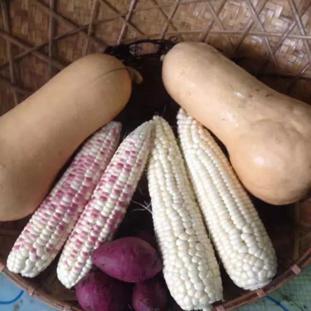 富硒玉米是水果玉米吗(富硒玉米的好处)-硒宝网