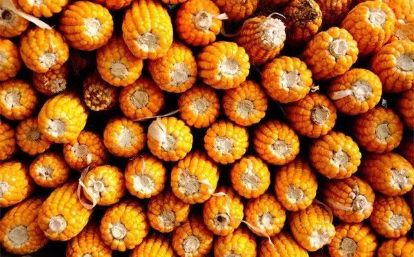 富硒玉米是水果玉米吗(富硒玉米的好处)-硒宝网