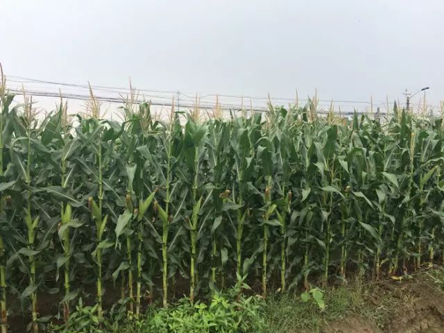 富硒玉米是水果玉米吗(富硒玉米的好处)-硒宝网