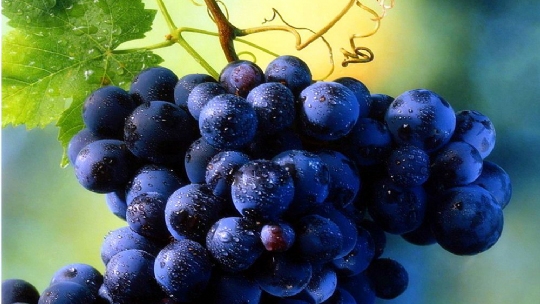 什么是天然富硒水果呢（水果天然富硒是什么味道）-硒宝网