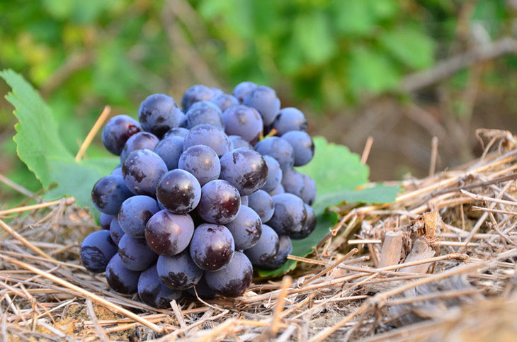 什么是天然富硒水果呢（水果天然富硒是什么味道）-硒宝网