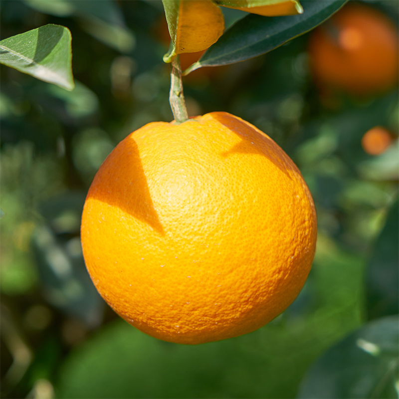 果冻橙子是富硒水果吗(水果果冻橙子富硒是什么品种)-硒宝网