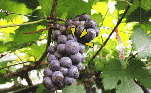 富硒水果采摘自驾攻略(水果采摘旅游住宿)-硒宝网