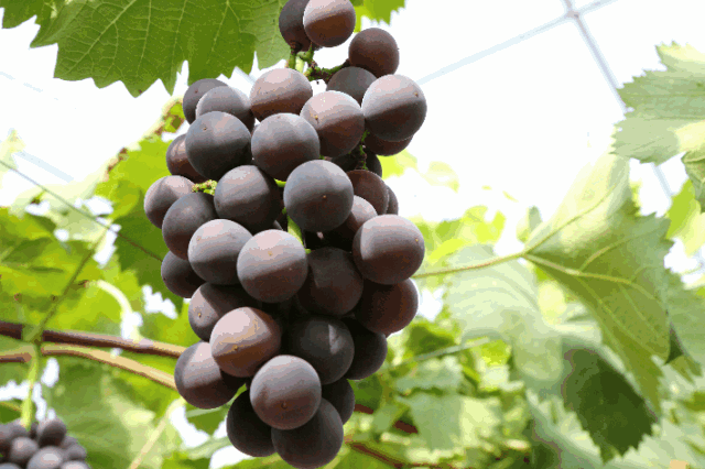 富硒水果采摘自驾攻略(水果采摘旅游住宿)-硒宝网