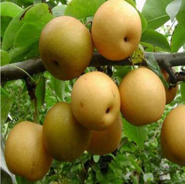 富硒水果哪里买的好些(富硒的水果)-硒宝网