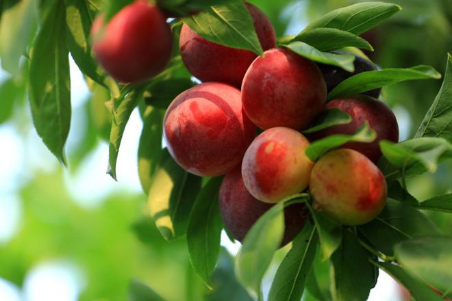 富硒水果采摘自驾攻略(去采摘水果)-硒宝网